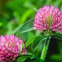 2019花卉種子種苗價格 報價 花卉種子種苗批發 第2頁 種子網