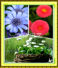 【瑪格麗特種子】最新最全瑪格麗特種子 產品參考信息