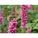 一葉一花 - 家居裝修 - 亞馬遜