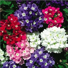 【花種子四季開花】最新最全花種子四季開花 產品參考信息