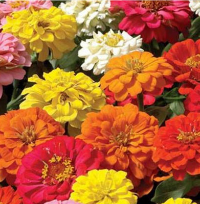 陽臺種花種菜,就選這些花種菜種,四季播種又容易活,可盆栽地栽