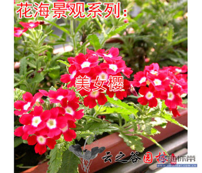 【花卉種子櫻春季種觀賞花卉陽臺花種花籽美人櫻盆栽五色梅