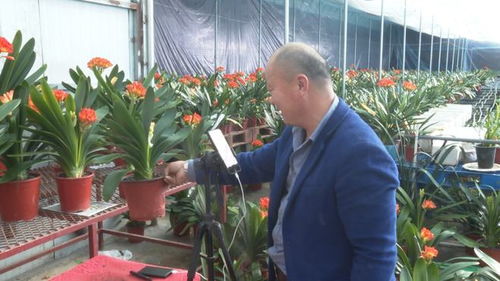 山東龍口 塑料廠變身花卉園,小蘭花帶來大產業