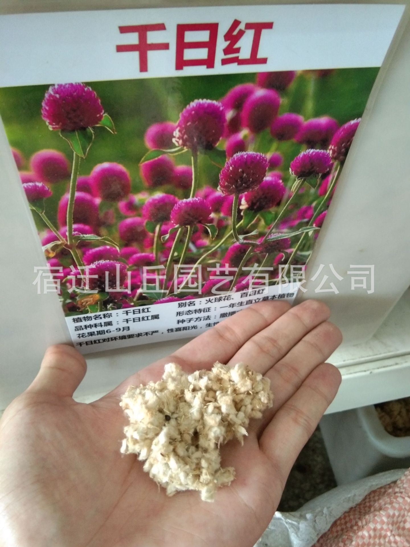 批發草花種子千日紅千日紫千日粉種子易活花籽景觀花海花卉種子