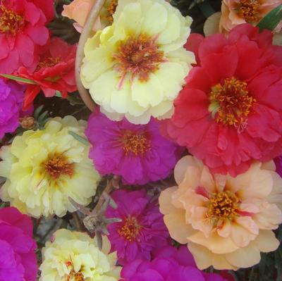 供應松葉牡丹 大花馬齒莧 半支蓮 死不了 花卉種子 藍翔園藝品種 花卉種子批發