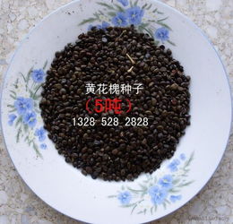 合歡 青楓 皂角 五角楓 刺槐 紅花刺槐種子價格 廠家 圖片