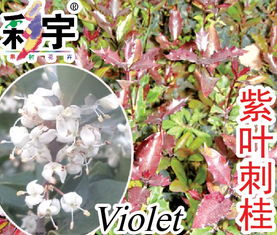 彩宇園藝商城 安徽六安綠宇果樹花卉研究中心 果樹苗 花木苗 觀光園藝用大樹 苗木 種苗 花卉種子