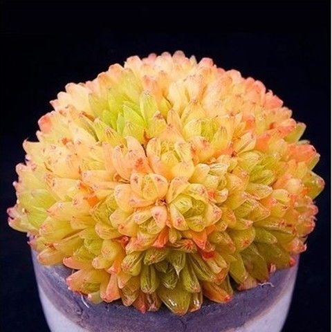 多款南非進口玉露多肉種子室內陽臺桌面盆栽花卉種子多肉植物組合