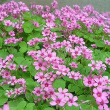 紅花酢漿草種子