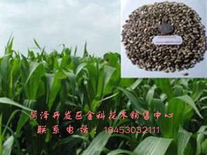 精品推薦 菏澤開發區金科花木銷售中心