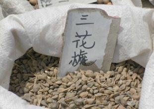 出售花卉種子 三花槐種子_農(nóng)副產(chǎn)品_世界工廠網(wǎng)中國產(chǎn)品信息庫