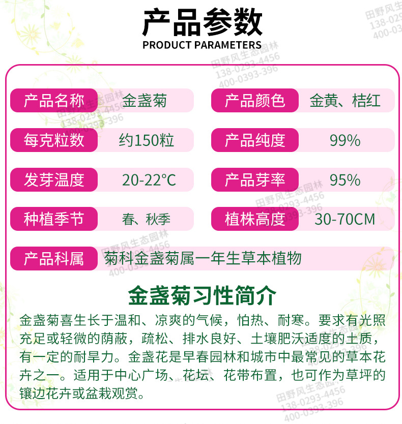 工廠綠化花卉種子廠家供應 易存活耐寒金盞菊花花籽黃金菊種子