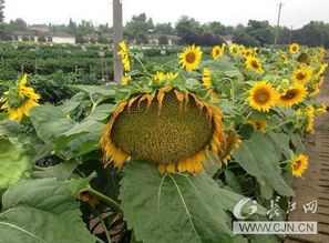 武漢種博會18日開幕 掃碼可知農(nóng)產(chǎn)品前世今生