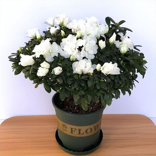 5種 劇毒花 ,新手小白不要養(yǎng),別花沒養(yǎng)清楚,人還進了醫(yī)院