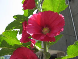 蜀葵種子 花卉種子 蔬菜其他蔬菜相關產(chǎn)品 蔬菜產(chǎn)品博覽