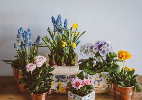 尿素的作用是什么 用來養(yǎng)花需要注意哪些配比嗎