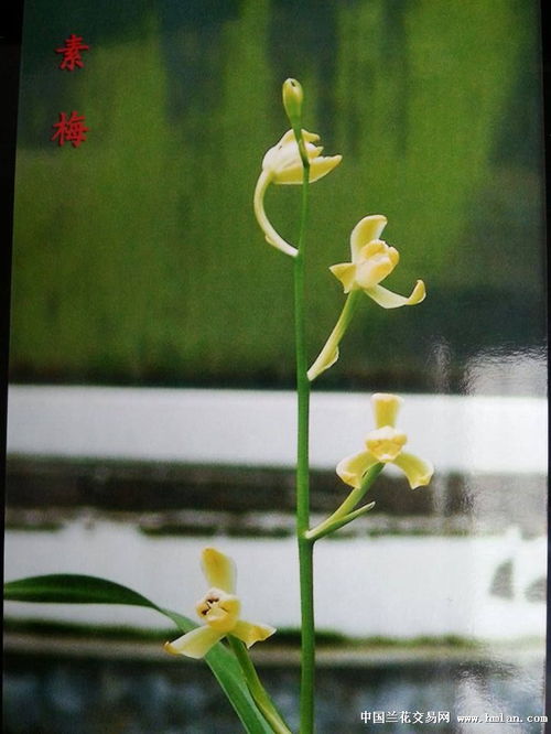 建蘭精品 新種素花梅瓣 仔母壯苗