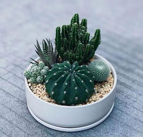 這5種花卉養在臥室,有助于改善睡眠,不過要注意,不要養多了