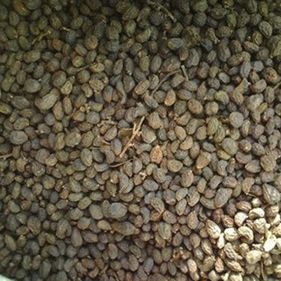 高干女貞種子 當年新采收大葉女貞 發芽率有保障 花卉種子 圖片_高清大圖 