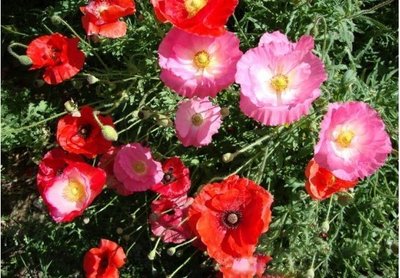 園林園藝花卉-虞美人種子-花卉種子