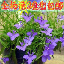 【翠蝶花種子】_綠植園藝價格_最新最全綠植園藝返利優惠_一淘網