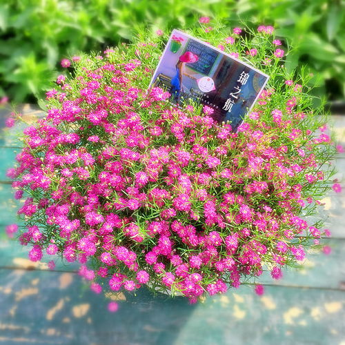 買1送1滿天星種子四季易種易活花開不斷凈化空氣花卉種子多款可選