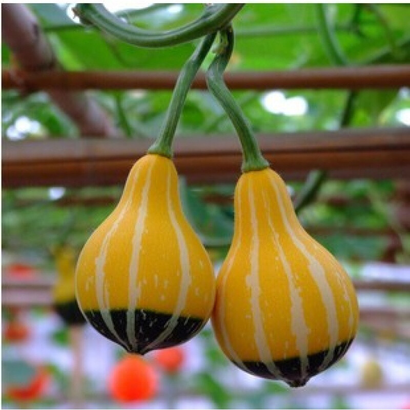 頑皮小孩葫蘆觀果系列植物種子花卉種子花種約10粒