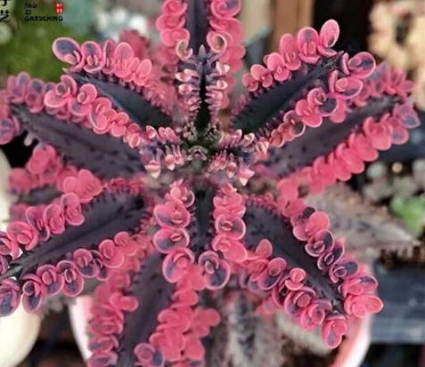 4種花卉,別輕易養,潑辣又 霸道 ,入侵你的家