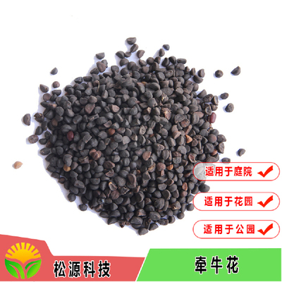 廣西花種 優質大花牽牛花種子 家庭園藝花卉種子牽牛花