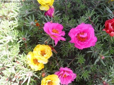 買花卉種子去哪個網站