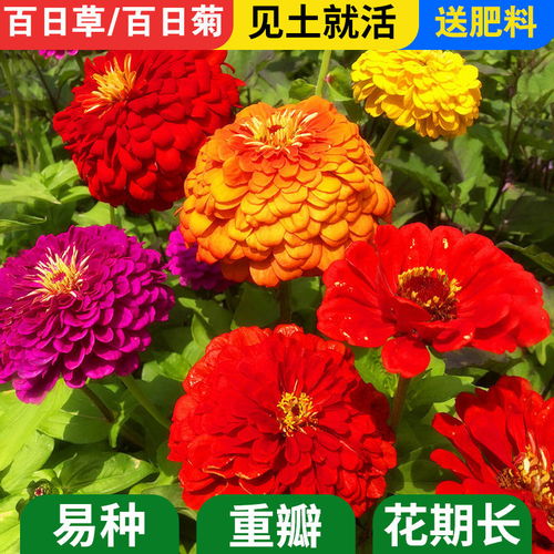 包發芽 百日草花種子四季易播步步高花卉種子景觀花海百日菊花