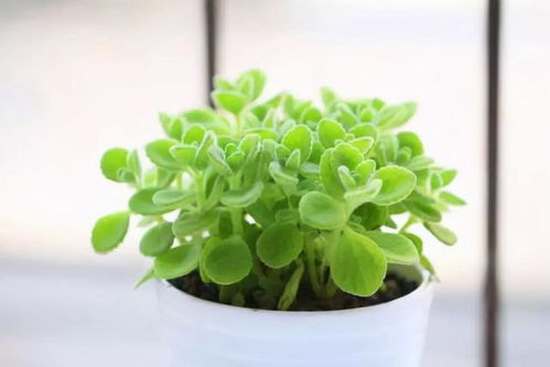 讓蚊子 討厭 的5種花卉植物,家里養幾盆,蚊子 不進門