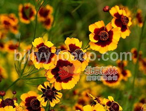 供應北京祿林蛇目菊種子 小波斯菊種子 現貨庫存 花卉種子 純正東北野生植物資源