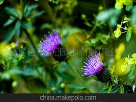 地被花卉種子供應商,價格,地被花卉種子批發市場 