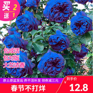 【花卉玫瑰種子圖片】近期1800組花卉玫瑰種子