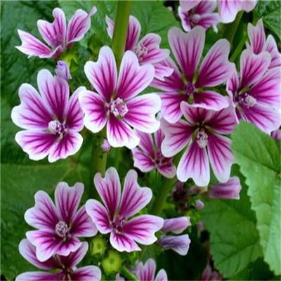 錦葵種子 景逸種業 花卉種子多多