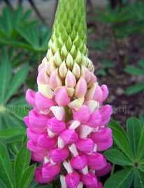 供應羽扇豆花卉種子價格_供應羽扇豆花卉種子廠家_世界工廠網產品信息庫