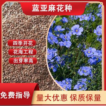 庭院陽臺多年生藍亞麻花籽盆栽花卉種子生態景觀花海工程用草花種