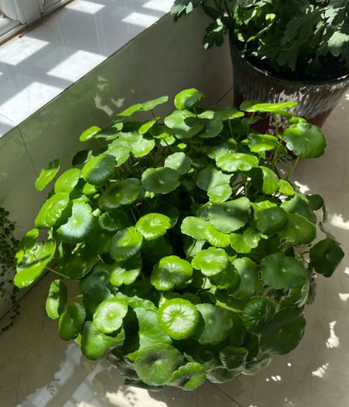 7種 養(yǎng)不死 的懶人花,30天不澆水也不會(huì)死,輕松開(kāi)花爆盆