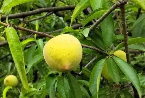 鄉(xiāng)村振興創(chuàng)業(yè)路 電商扶貧致富花