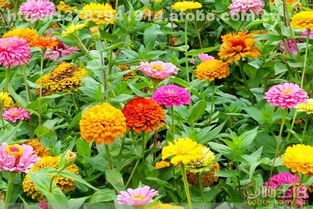 張家界百日草花卉種子 大圖