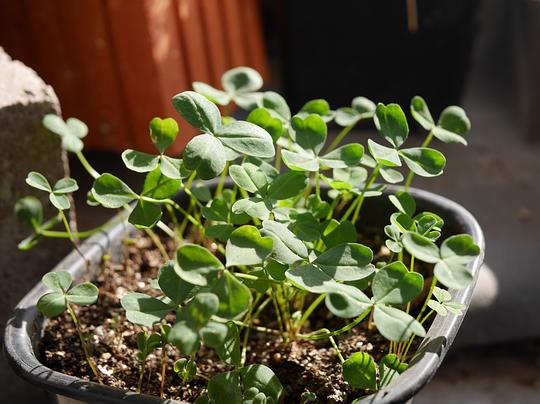 你的槍聲里的相冊 養 花 種 草