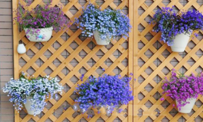 六倍利種孑盆栽花種子籽室內花卉植物室外觀賞樹芳香香草植物種子