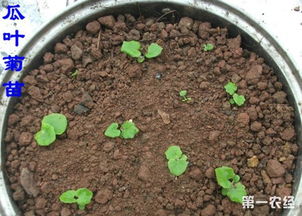 7月可以種什么花,哪些花卉種子可以播種