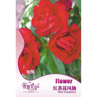 【我要發芽園藝休閑旗艦店】我要發芽 花卉種子 紅茶花鳳仙花種子 指甲花 大花重瓣 適于花壇 花徑 花境 自然種植和盆栽 25粒/包 -蘇寧易購