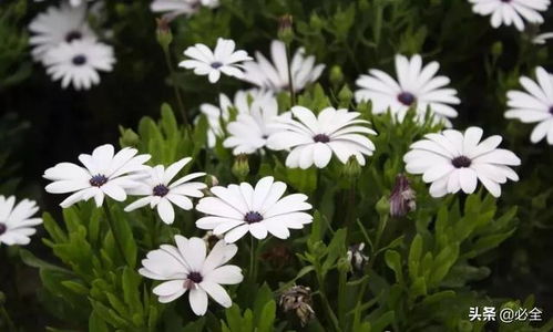 常用草本花卉種子的播種及養護管理