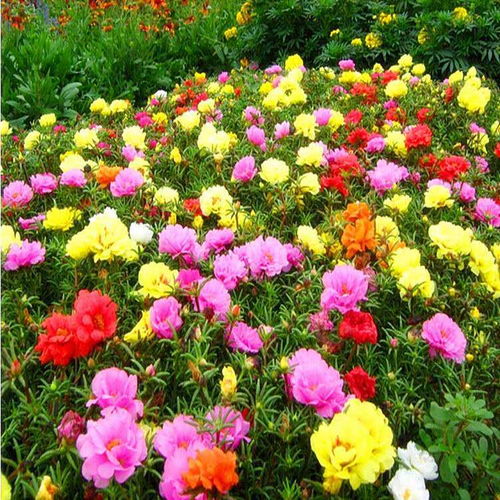 1萬粒太陽花種子重瓣混色松葉牡丹花卉種子室內陽臺盆栽花種籽