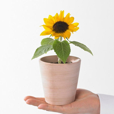 矮向日葵種子陽臺盆栽種植四季花卉種子花種子四季播植物種子