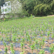 2019花卉種子種苗價格 報價 花卉種子種苗批發 第2頁 種子網