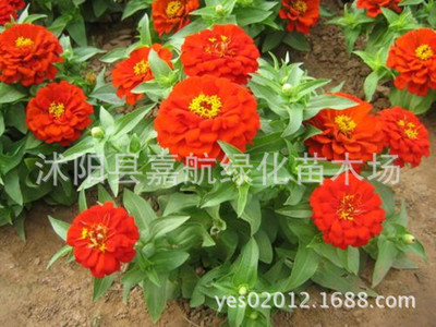 供應花卉種子、矮百日草(F1)種子百日菊種子 步步高 對葉梅